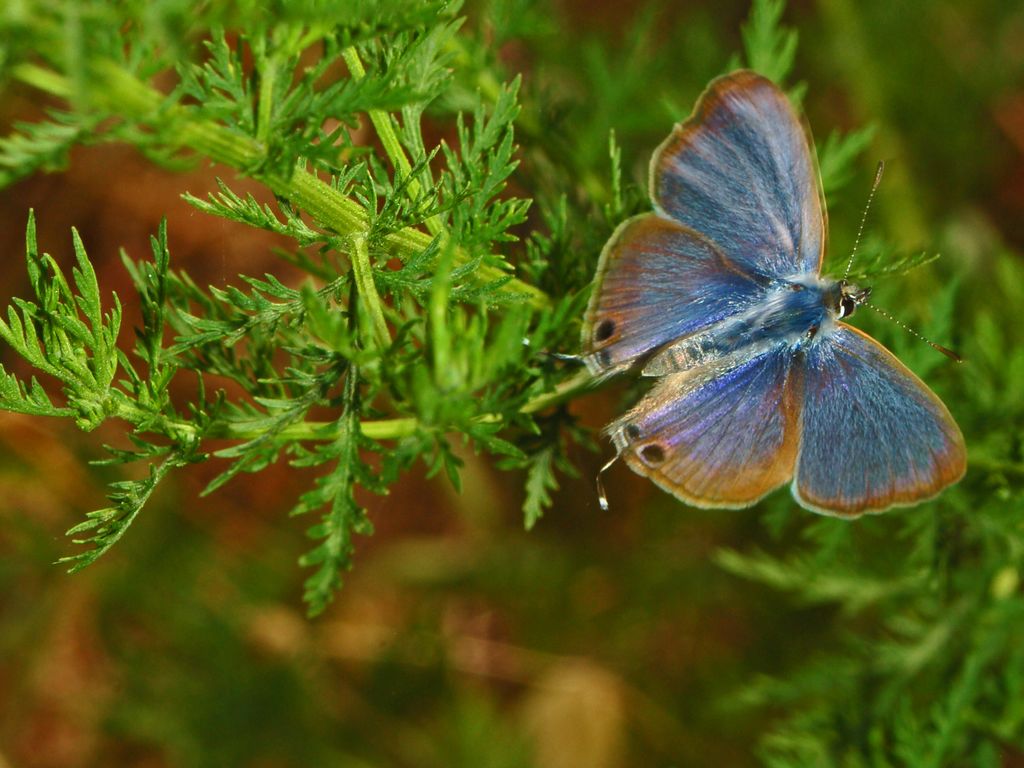 Galleria di insetti in volo